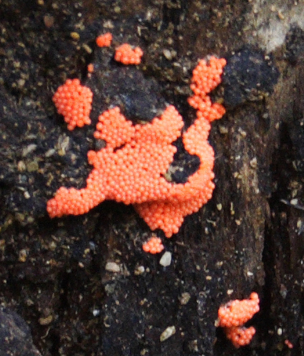 Uova? No funghi mixomiceti